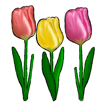 Buy Tulips